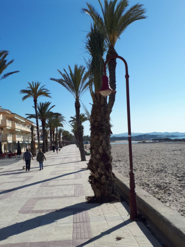 replantada palmeres passeig 2