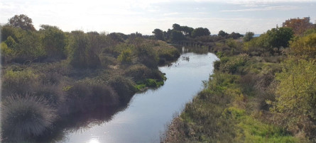 Recuperació bosc de ribera