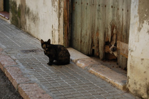 Gats carrer Nucli Antic